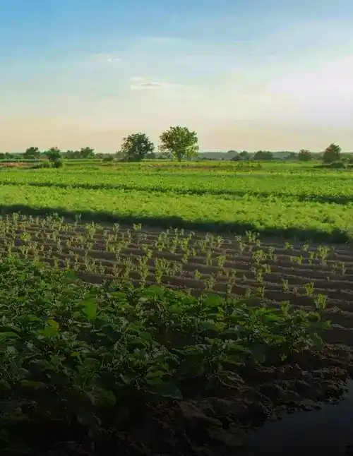 stage-agriculture-and-forestry-industry_11zon (1)